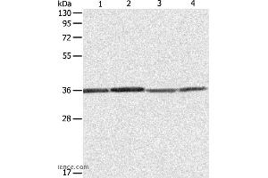 Western blot analysis of Hela, 293T, A431 and Jurkat cell, using RPLP0 Polyclonal Antibody at dilution of 1:600