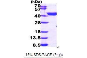 SDS-PAGE (SDS) image for Enoyl-CoA Delta Isomerase 2 (PECI) (AA 1-364) protein (His tag) (ABIN667028) (PECI/ECI2 Protein (AA 1-364) (His tag))