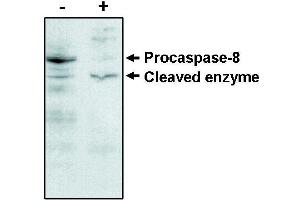 Western blot analysisusing caspase -8 antibody on MCF-7 cells negative (-) and positive (+) for caspase-3 after treatment for 48 hours with thapsigargin. (Caspase 8 antibody)
