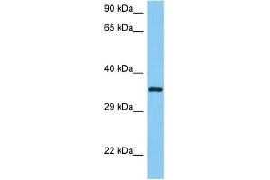 Host:  Mouse  Target Name:  ANXA5  Sample Tissue:  Mouse Brain  Antibody Dilution:  1ug/ml (Annexin V antibody  (N-Term))