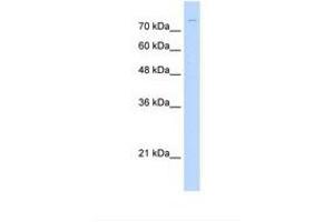 ZNF709 antibody  (AA 31-80)