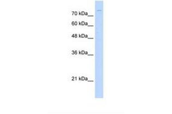 ZNF709 antibody  (AA 31-80)