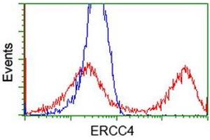 HEK293T cells transfected with either RC223300 overexpress plasmid (Red) or empty vector control plasmid (Blue) were immunostained by anti-ERCC4 antibody (ABIN2454690), and then analyzed by flow cytometry. (ERCC4 antibody)