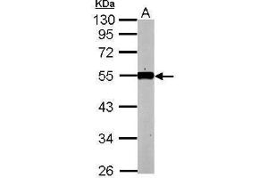 WB Image Sample (50 ug of whole cell lysate) A: mouse kidney 10% SDS PAGE antibody diluted at 1:1000 (KLF12 antibody)