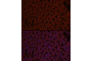 Immunofluorescence analysis of rat liver cells using Sonic Hedgehog (Shh) Rabbit pAb (ABIN6134067, ABIN6147741, ABIN6147743 and ABIN6223662) at dilution of 1:50 (40x lens). (Sonic Hedgehog antibody)