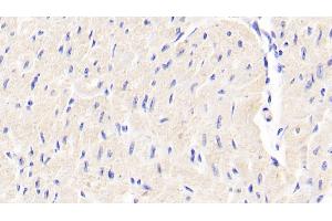 Detection of DDO in Bovine Cardiac Muscle Tissue using Polyclonal Antibody to D-Aspartate Oxidase (DDO) (DDO antibody  (AA 161-272))