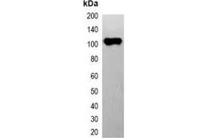 Western blot analysis of over-expressed EYFP-tagged protein in 293T cell lysate. (eYFP antibody)