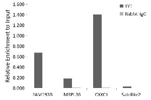 Chromatin immunoprecipitation analysis of extracts of 293T cells, using YY1 antibody (ABIN7271428) and rabbit IgG. (YY1 antibody)