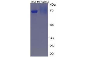 Image no. 3 for Chemokine (C-C Motif) Ligand 3 (CCL3) (AA 60-75) peptide (BSA) (ABIN5665986) (Chemokine (C-C Motif) Ligand 3 (CCL3) (AA 60-75) peptide (BSA))