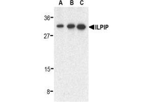 Image no. 2 for anti-STE20-Related Kinase Adaptor beta (STRADB) (C-Term) antibody (ABIN203695) (STRADB antibody  (C-Term))