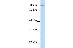 TMEM24 antibody used at 0. (C2CD2L antibody  (C-Term))