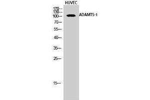 Western Blotting (WB) image for anti-ADAM Metallopeptidase with Thrombospondin Type 1 Motif, 1 (ADAMTS1) (Internal Region) antibody (ABIN3173677) (ADAMTS1 antibody  (Internal Region))