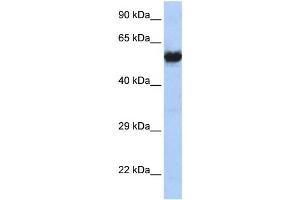 Western Blotting (WB) image for anti-Cholinergic Receptor, Nicotinic, gamma (CHRNG) antibody (ABIN2460108) (CHRNG antibody)