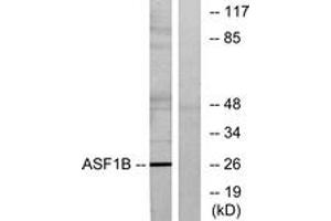 Western blot analysis of extracts from K562 cells, using ASF1B Antibody. (ASF1B antibody  (AA 101-150))