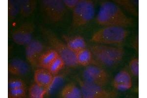 Immunofluorescence staining of methanol-fixed Hela cells using GluR1(Ab-863) Antibody. (Glutamate Receptor 1 antibody)