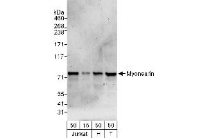 anti-Myoneurin (MYNN) (AA 560-610) antibody