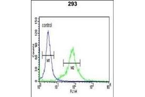 PNUTL2 Antibody (N-term) (ABIN1944842 and ABIN2841726) flow cytometric analysis of 293 cells (right histogram) compared to a negative control cell (left histogram). (Septin 4 antibody  (N-Term))