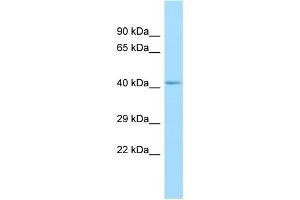 WB Suggested Anti-GPR85 Antibody Titration: 1. (GPR85 antibody  (N-Term))