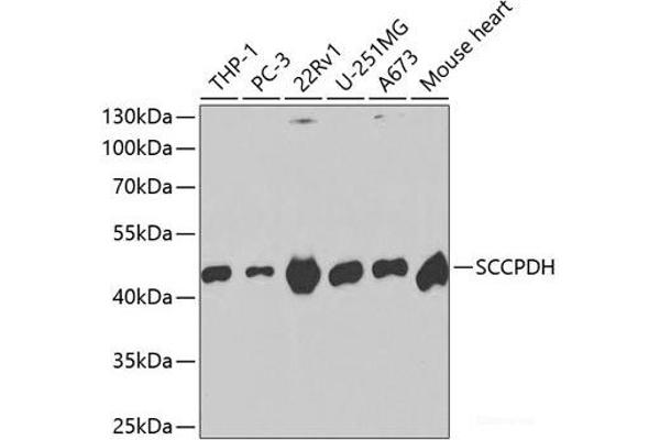 SCCPDH antibody