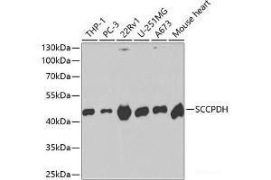 Western blot analysis of extracts of various cell lines using SCCPDH Polyclonal Antibody at dilution of 1:1000. (SCCPDH antibody)