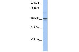 PELI3 antibody used at 1 ug/ml to detect target protein.