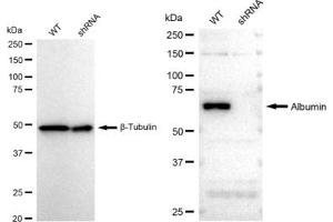 Western blotting analysis using Albumin antibody (ABIN7797549). (Recombinant Albumin antibody)