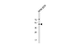 Anti-DEPTOR Antibody (N-Term) at 1:2000 dilution + RI 8226 whole cell lysate Lysates/proteins at 20 μg per lane. (DEPTOR antibody  (AA 3-38))