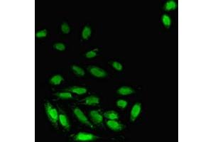 Immunofluorescent analysis of A549 cells using ABIN7162833 at dilution of 1:100 and Alexa Fluor 488-congugated AffiniPure Goat Anti-Rabbit IgG(H+L) (FKBP3 antibody  (AA 2-224))