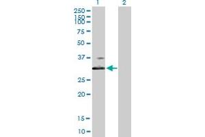 Western Blot analysis of BDKRB1 expression in transfected 293T cell line by BDKRB1 MaxPab polyclonal antibody. (BDKRB1 antibody  (AA 1-353))