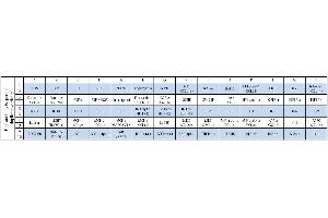 Image no. 1 for Human Cytokine Array C6 (ABIN625563) (Human Cytokine Array C6)