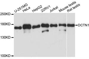 Western blot analysis of extracts of various cell lines, using DCTN1 antibody. (Dynactin 1 antibody)