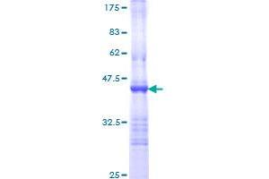 TLR5 Protein (AA 517-634) (GST tag)