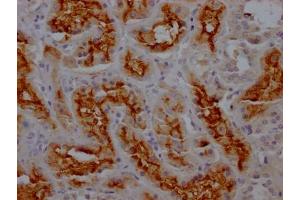 IHC image of ABIN7127393 diluted at 1:100 and staining in paraffin-embedded human kidney tissue performed on a Leica BondTM system. (Recombinant CD13 antibody)