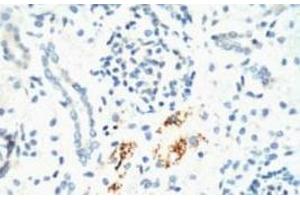 Immunohistochemistry of paraffin-embedded Mouse kidney tissue using KIF7 Monoclonal Antibody at dilution of 1:200. (KIF7 antibody)