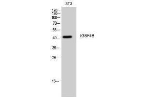 Western Blotting (WB) image for anti-Cell Adhesion Molecule 3 (CADM3) (Internal Region) antibody (ABIN3185143)