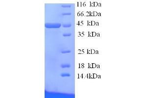 SDS-PAGE (SDS) image for Apolipoprotein A-IV (APOA4) (AA 21-395) protein (His tag) (ABIN5713240) (APOA4 Protein (AA 21-395) (His tag))