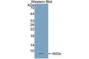 Western Blotting (WB) image for anti-Chemokine (C-X-C Motif) Ligand 2 (CXCL2) (AA 28-100) antibody (ABIN1859078) (CXCL2 antibody  (AA 28-100))