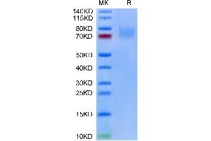 Biotinylated Human LILRA2 on Tris-Bis PAGE under reduced condition. (LILRA2 Protein (AA 24-449) (His-Avi Tag,Biotin))