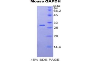 SDS-PAGE analysis of Mouse GAPDH Protein. (GAPDH Protein)