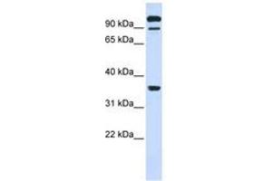 Image no. 1 for anti-Protein tyrosine Phosphatase, Receptor Type, E (PTPRE) (AA 468-517) antibody (ABIN6740985) (PTPRE antibody  (AA 468-517))