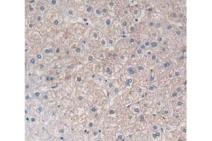 #VALUE! (PTGFRN antibody  (AA 406-662))