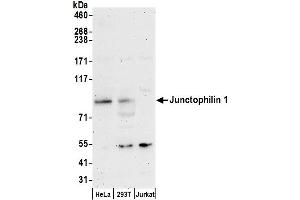 anti-Junctophilin 1 (JPH1) (AA 450-500) antibody