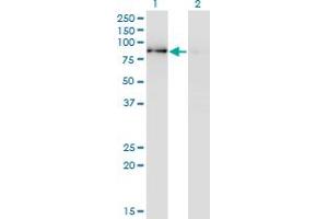 Western Blot analysis of SCYL3 expression in transfected 293T cell line by SCYL3 monoclonal antibody (M01), clone 3D3.