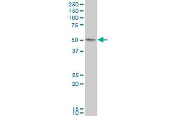 ADHFE1 antibody  (AA 329-418)