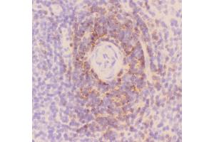 Anti-CD3 epsilon Picoband antibody, pb9093-6. (CD3 epsilon antibody  (AA 23-207))