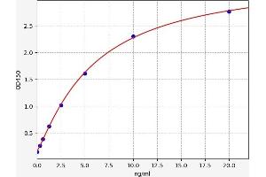 Fibrillin 1 (FBN1) ELISA Kit