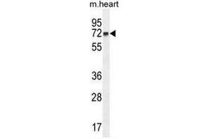 CCDC148 Antibody (Center) western blot analysis in mouse heart tissue lysates (35µg/lane). (CCDC148 antibody  (Middle Region))