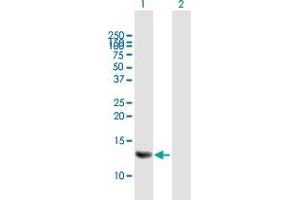 Western Blot analysis of MRPS6 expression in transfected 293T cell line by MRPS6 MaxPab polyclonal antibody.