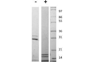 SDS-PAGE of Mouse Interleukin-17AF Heterodimer Recombinant Protein SDS-PAGE of Mouse Interleukin-17 Animal Free Recombinant Protein. (IL-17A/F Protein)