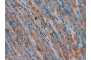 IHC-P analysis of Mouse Stomach Tissue, with DAB staining. (LALBA antibody  (AA 24-141))